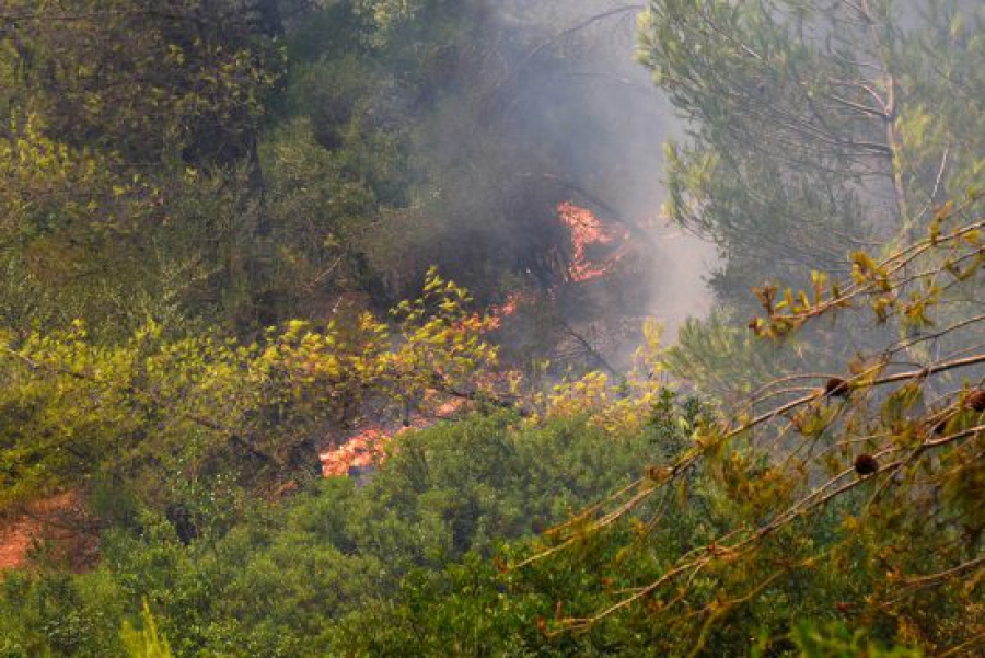 Τα αρκτικά δάση σε κίνδυνο: Δεν μπορούν πια να απορροφήσουν το διοξείδιο του άνθρακα (Reuters)