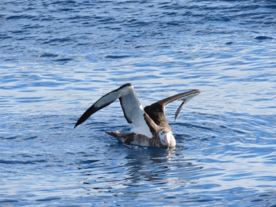 Οι θαλάσσιοι γεωεπιστήμονες συνδέουν την υπερθέρμανση με την αρχαία «αλμυρή κηλίδα» του ωκεανού (phys.org)