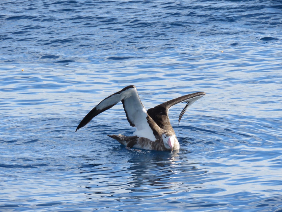 Οι θαλάσσιοι γεωεπιστήμονες συνδέουν την υπερθέρμανση με την αρχαία «αλμυρή κηλίδα» του ωκεανού (phys.org)