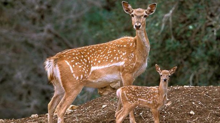 Γ. Αμυράς: «Δε θα επιτραπεί το κυνήγι ελαφιών στη Ρόδο»