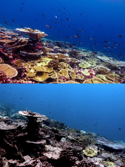 Οι κοραλλιογενείς ύφαλοι του κόσμου υπέστησαν σημαντική λεύκανση κατά τη διάρκεια του παγκόσμιου καύσωνα 2014-2017 (phys.org)