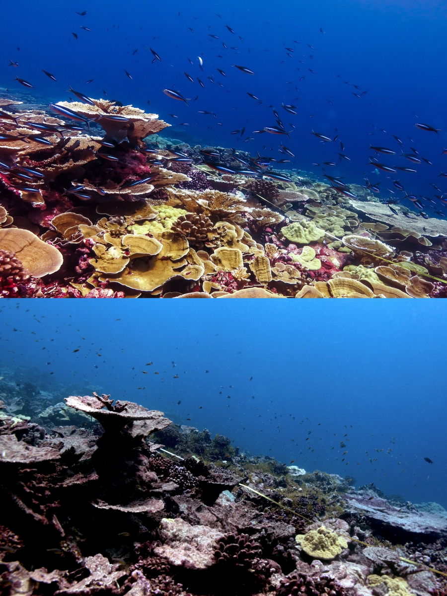 Οι κοραλλιογενείς ύφαλοι του κόσμου υπέστησαν σημαντική λεύκανση κατά τη διάρκεια του παγκόσμιου καύσωνα 2014-2017 (phys.org)