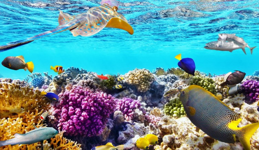 Ο ρόλος της Ελλάδας στο σήμα κινδύνου που στέλνουν οι ωκεανοί (euractiv)