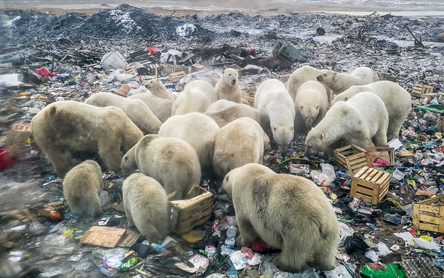 Οι πολικές αρκούδες εκμεταλλεύονται την απώλεια πάγου προς όφελός τους- Αλλά αυτό δεν θα διαρκέσει για πολύ (euronews.com)