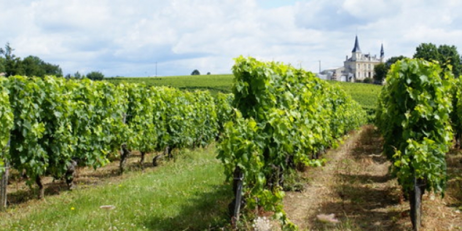 Γιατί η κλιματική αλλαγή απειλεί την παραγωγή κρασιού