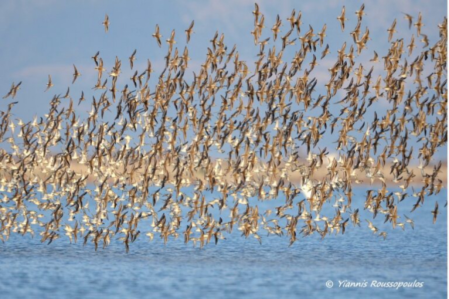 Η μείωση των πληθυσμών των πτηνών στις ΗΠΑ, απειλούν την βιωσιμότητα των οικοσυστημάτων (Reuters)