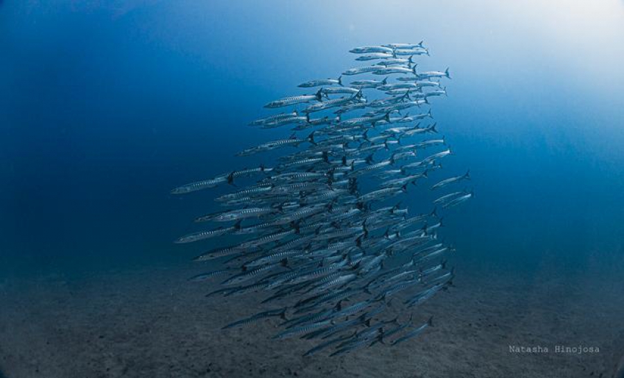 Γιατί μετά από 40 χρόνια τα νερά του Παναμά παραμένουν στάσιμα (phys.org)