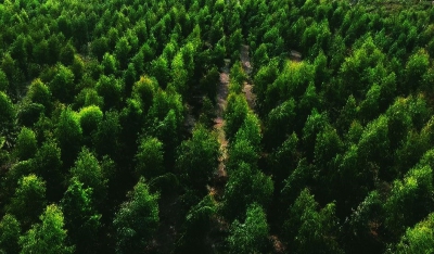 Κέρδη 113 εκατ. δολ. μπορεί να αποκομίσουν τα δάση από το trading CO2 - H αξιοποίηση από Microsoft, Google και Apple