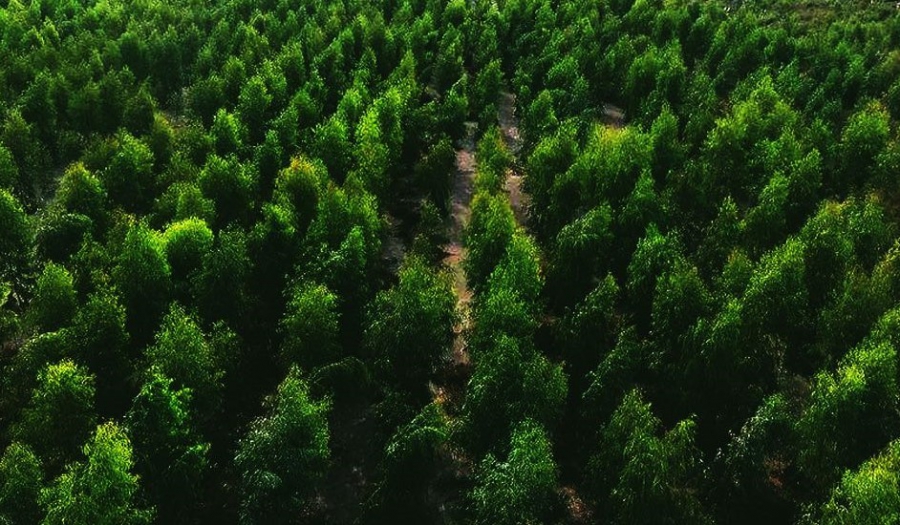 Κέρδη 113 εκατ. δολ. μπορεί να αποκομίσουν τα δάση από το trading CO2 - H αξιοποίηση από Microsoft, Google και Apple