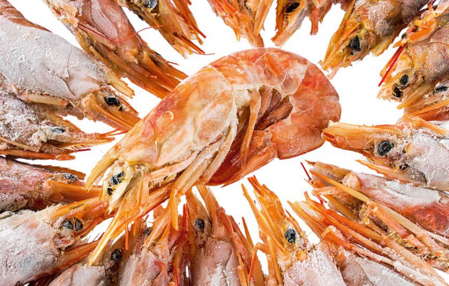 Πώς οι γαρίδες μπορούν να μειώσουν την κλιματική αλλαγή; (Interesting Engineering)