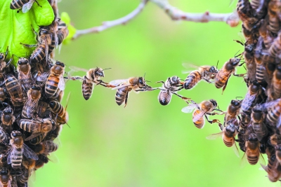 Έχετε δει μέλισσες να απαντούν σε σήματα Μορς;- Αποκαλύπτονται οι δυνατότητες του εγκεφάλου τους (eladelantado.com)