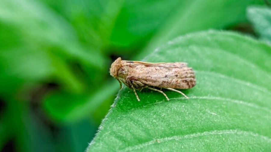 «Τα έντομα εξαφανίζονται παντού»: Μελέτη δείχνει ότι οι πληθυσμοί των εντόμων μειώνονται (sustainability-times.com)