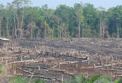 Rainforest Foundation Norway: Τα 2/3 των τροπικών δασών έχουν καταστραφεί