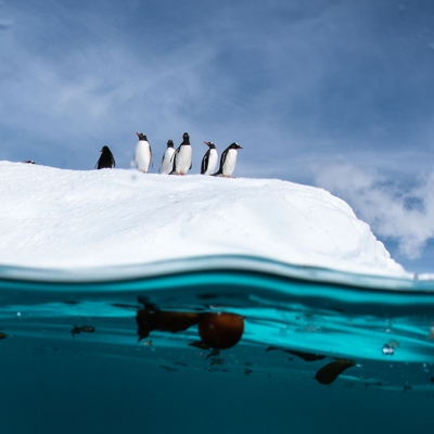 Οικολογικές διεργασίες διαμορφώνουν την αλλαγή της χερσαίας βιοποικιλότητας της Ανταρκτικής (nature.com)