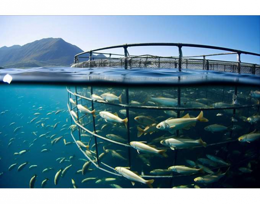 Ανθρώπινη αλυσίδα και εκδηλώσεις στον Πόρο σχετικά με τις ιχθυοκαλλιέργειες