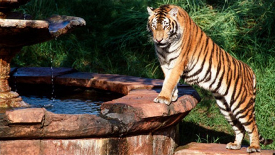 Τι ζήτησε από το κοινό, ζωολογικός κήπος στην Δανία;