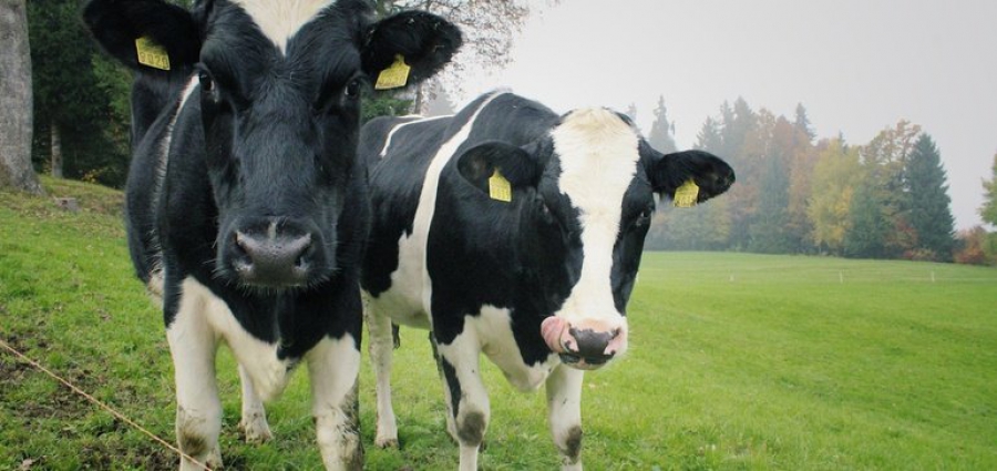 H Nestle στοχεύει να πετύχει καθαρές μηδενικές εκπομπές CO2 έως το 2050