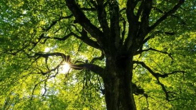 Tα δέντρα εκπέμπουν SOS – Δεν μπορούν να απορροφήσουν το διοξείδιο του άνθρακα
