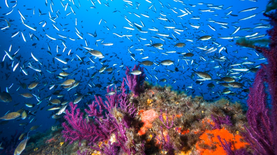 Την υψηλότερη θερμοκρασία στην ιστορία, μέτρησαν στα νερά της Μεσογείου ερευνητές