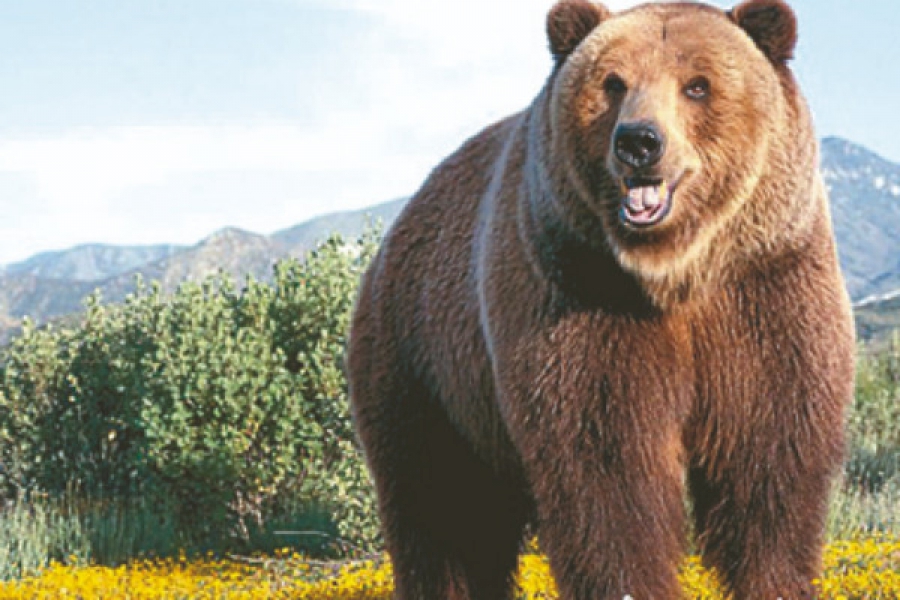 Η Σλοβακία απειλεί με θανάτωση τις καφέ αρκούδες παραβιάζοντας τις οδηγίες της ΕΕ (Euractiv)