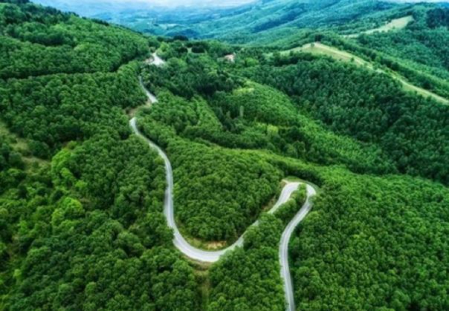 Απειλή για τα δάση: Ένα στα τρία είδη δέντρων της Γης κινδυνεύουν με εξαφάνιση