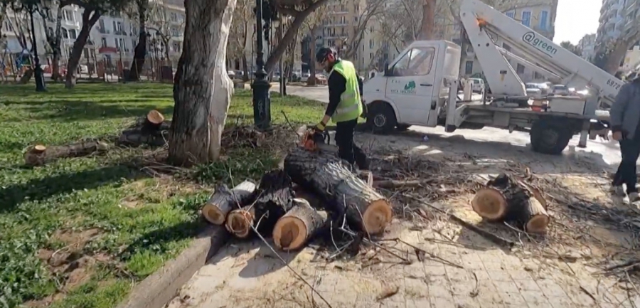 ΑΠΘ: Απαράδεκτο να κόβονται στη Θεσσαλονίκη τόσα δέντρα, όσα σε πόλη με τριπλάσιο μέγεθος