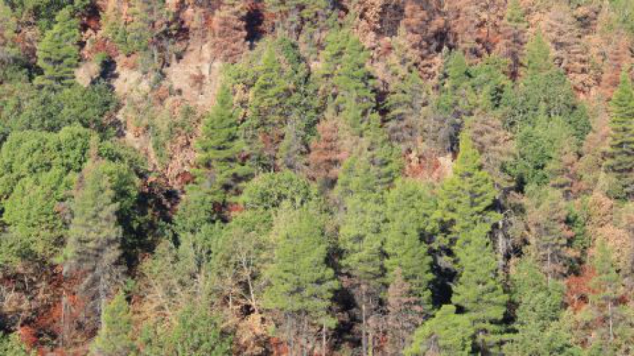 Τα αναγεννημένα δάση συμβάλλουν στην καλύτερη απορρόφηση των εκπομπών ρύπων (Reuters)