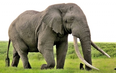 DNA από κοπριά ελεφάντων αποκαλύπτει κρυμμένους πληθυσμούς δασών (Reuters)