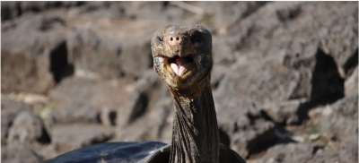 Γιγάντιες χελώνες επιστρέφουν στη Floreana μετά από 150 χρόνια για να σώσουν το οικοσύστημα (ecoticias.com)