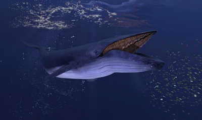 O πληθυσμός της γαλάζιας φάλαινας σταθεροποιείται μετά από αιώνες φαλαινοθηρίας