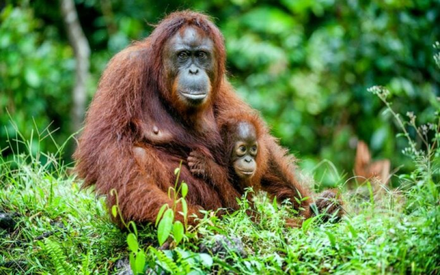 Οι ουρακοτάγκοι κινδυνεύουν από τις πλημμύρες και την αποψίλωση των δασών (Reuters)