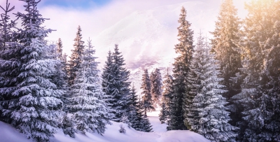 Τσέχοι επιστήμονες προτείνουν μοναδική λύση για την καταπολέμηση της κλιματικής αλλαγής: Αποψίλωση των δασών (www.expats.cz)