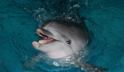 Τα δελφίνια του Ατλαντικού αντιμετωπίζουν πρόωρους θανάτους κι αυτό ανησυχεί τους επιστήμονες (sustainability-times.com)