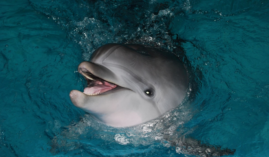 Τα δελφίνια του Ατλαντικού αντιμετωπίζουν πρόωρους θανάτους κι αυτό ανησυχεί τους επιστήμονες (sustainability-times.com)