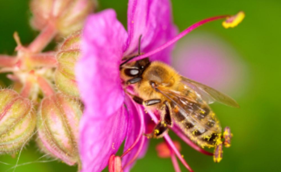 Οι μέλισσες απειλούνται από του πολέμους (The Guardian)