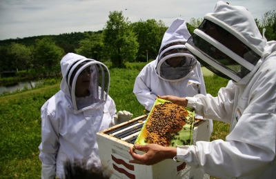 Πρόγραμμα άνω των 60 εκ. ανακοίνωσε ο Αυγενάκης για την ενίσχυση της μελισσοκομίας (Euractiv)