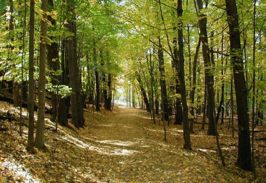 Η αποκατάσταση των δασών είναι πιο αποδοτική στον περιορισμό της κλιματικής αλλαγής (nature.com)