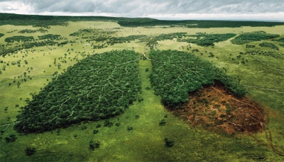 To «φρένο» της ΕΕ στην αποψίλωση των δασών