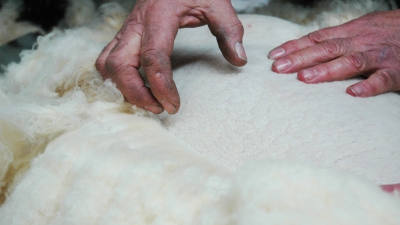 Βρετανοί επιστήμονες μετατρέπουν το μαλλί σε βιώσιμο υλικό για αναγέννηση οστών σε ζωντανά ζώα