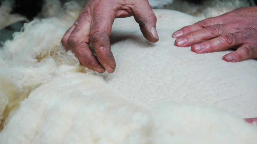 Βρετανοί επιστήμονες μετατρέπουν το μαλλί σε βιώσιμο υλικό για αναγέννηση οστών σε ζωντανά ζώα