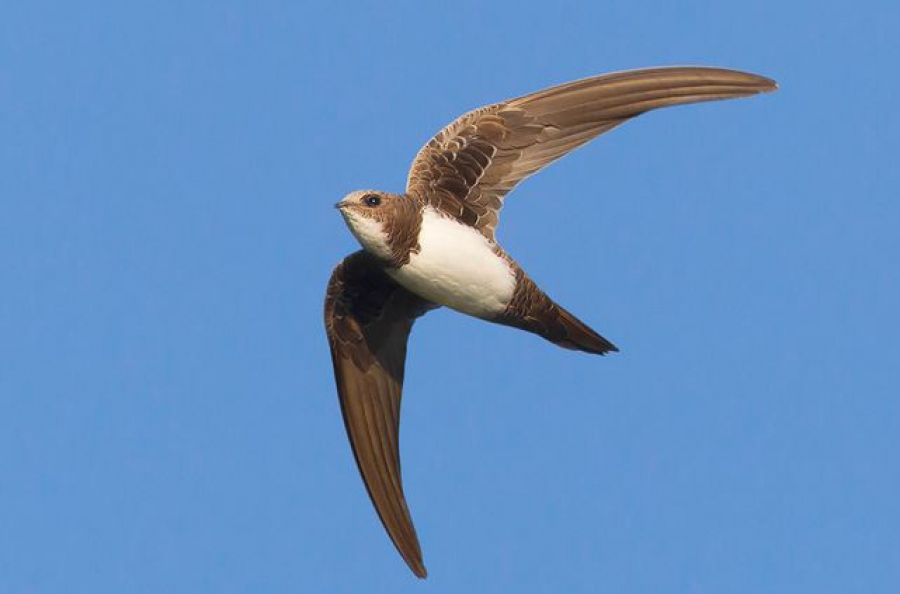 Τα πετροχελίδονα κινδυνεύουν από την αλλαγή των κατασκευαστικών μοντέλων της Βρετανίας (Τhe Times)