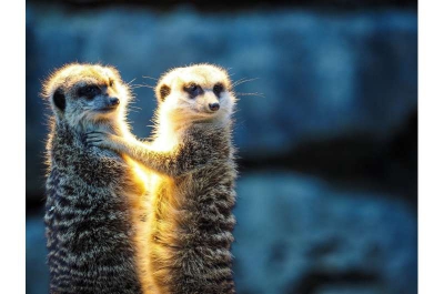 Οι επιστήμονες μελέτησαν το ζευγάρωμα των ειδών- Οι άνθρωποι πιο κοντά στις σουρικάτες και τους κάστορες (phys.org)