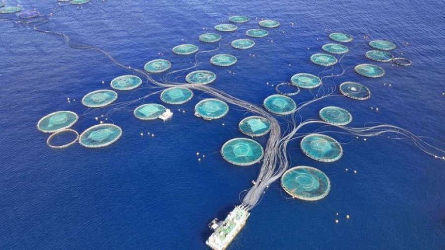 ΟΗΕ: 1 εκατ. άνθρωποι στερούνται τροφής λόγω των ελληνικών βιομηχανικών ιχθυοκαλλιεργειών