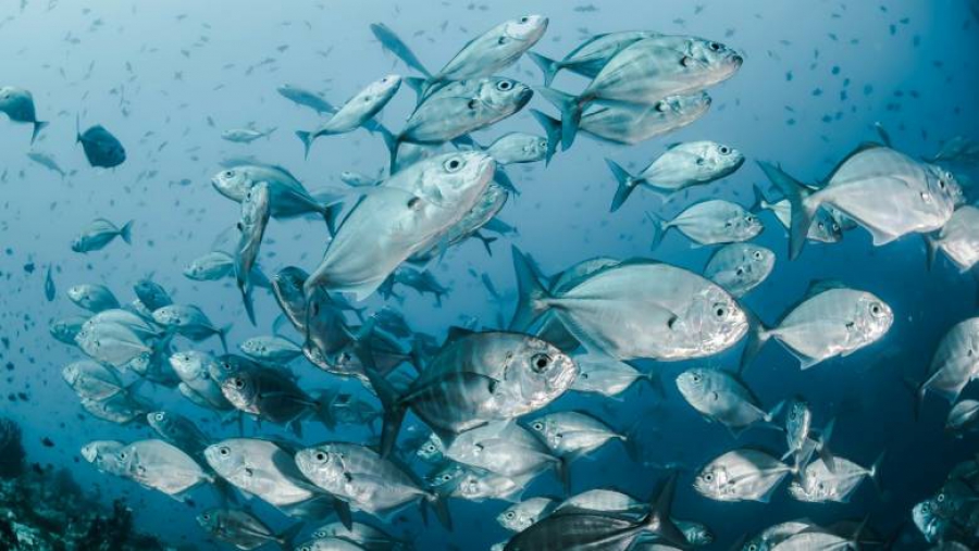 Τα ψάρια κινδυνεύουν!- Πώς θα τα επηρεάσει η κλιματική αλλαγή; (The Conversation)