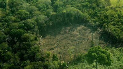 Ευρωβουλή: Νέοι κανόνες κατά της αποψίλωσης των δασών
