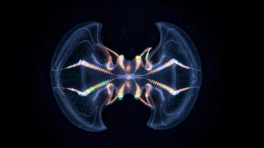 Αυτό το αρχαίο θαλάσσιο πλάσμα μπορεί να είχε ήδη εγκέφαλο (sciencedaily.com)