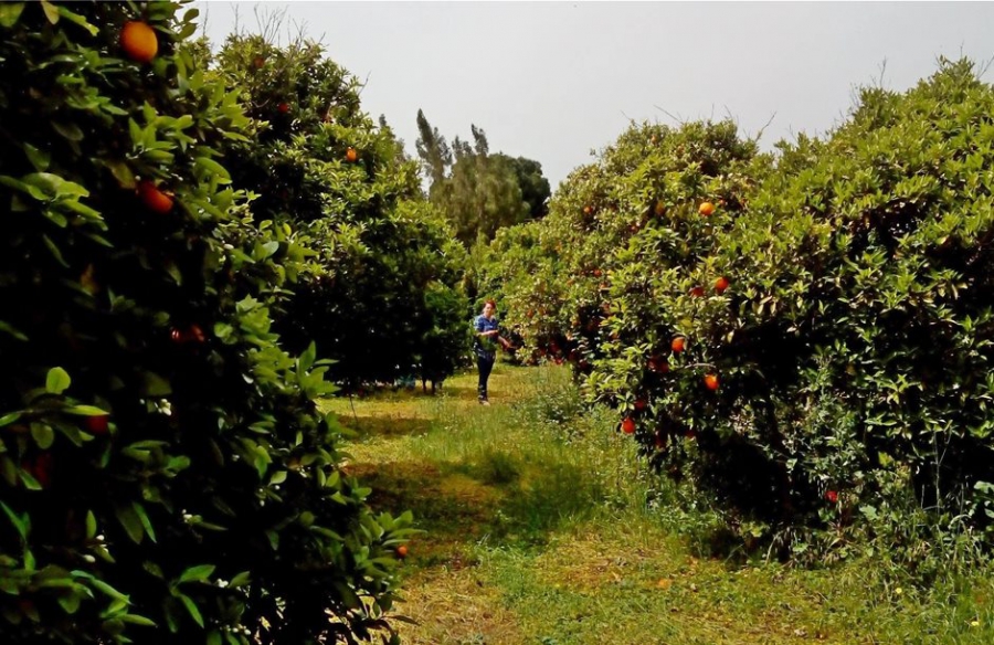 Οι αγροί της Μεσογείου μπορούν να χρησιμοποιηθούν για την μείωση των εκπομπών διοξειδίου του άνθρακα (The conversation)