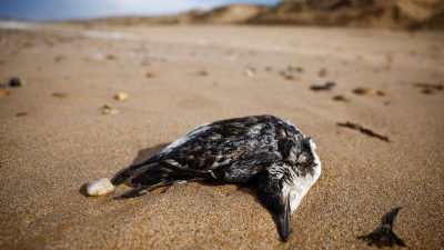 Εκατοντάδες νεκρά θαλασσοπούλια στις ακτές του Ατλαντικού