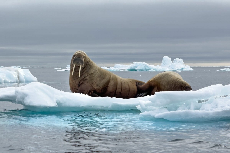 Οι πάγοι στην Αρκτική φαίνεται να 