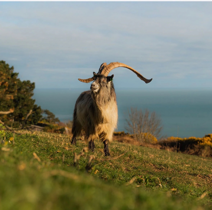 Ιρλανδική Κατσίκα: Ένα αρχαίο DNA επιβιώνει για πάνω από 3000 χρόνια (scitechdaily.com)